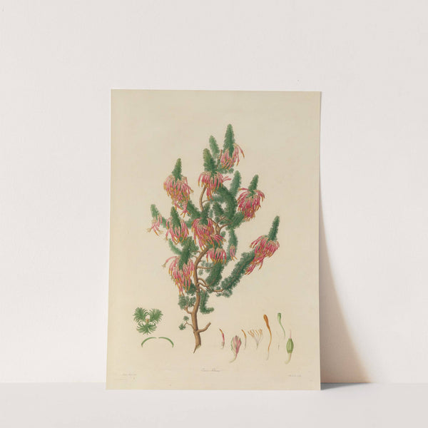 Delineations of exotick plants cultivated in the Royal gardens at Kew Pl.10 by Franz Andreas Bauer