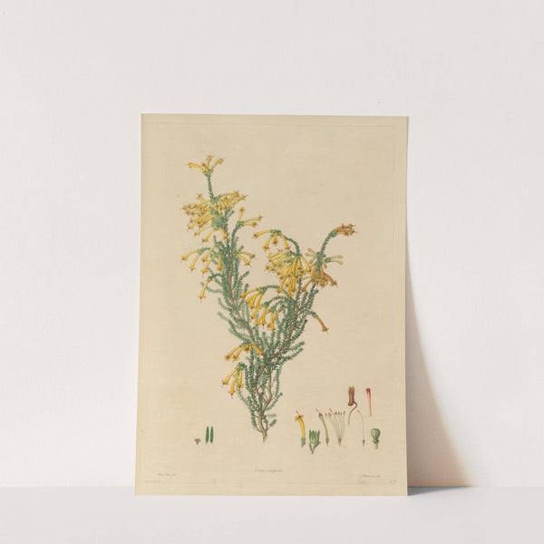 Delineations of exotick plants cultivated in the Royal gardens at Kew Pl.12 by Franz Andreas Bauer