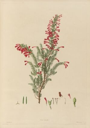Delineations of exotick plants cultivated in the Royal gardens at Kew Pl.13