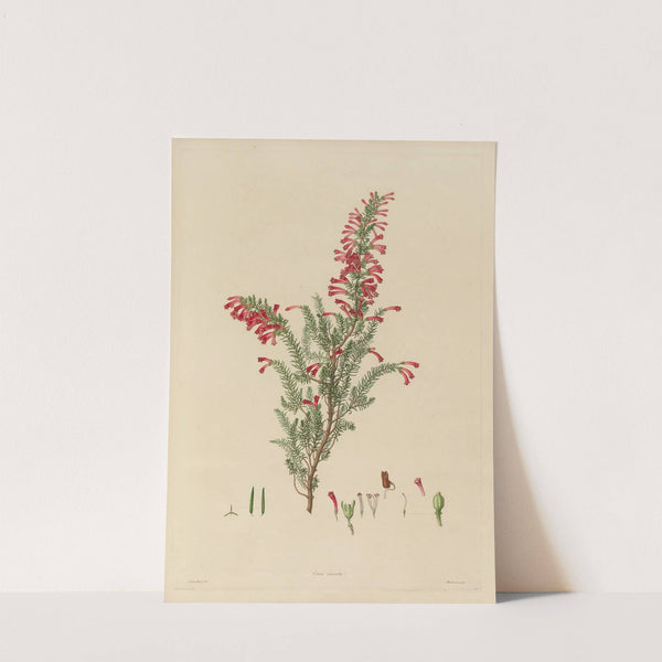 Delineations of exotick plants cultivated in the Royal gardens at Kew Pl.13 by Franz Andreas Bauer