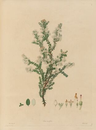 Delineations of exotick plants cultivated in the Royal gardens at Kew Pl.14