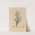 Delineations of exotick plants cultivated in the Royal gardens at Kew Pl.14 by Franz Andreas Bauer