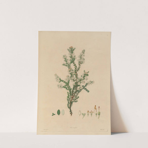 Delineations of exotick plants cultivated in the Royal gardens at Kew Pl.14 by Franz Andreas Bauer