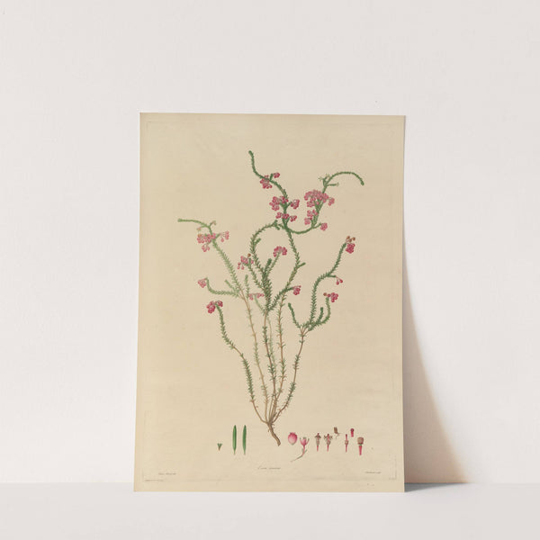 Delineations of exotick plants cultivated in the Royal gardens at Kew Pl.15 by Franz Andreas Bauer