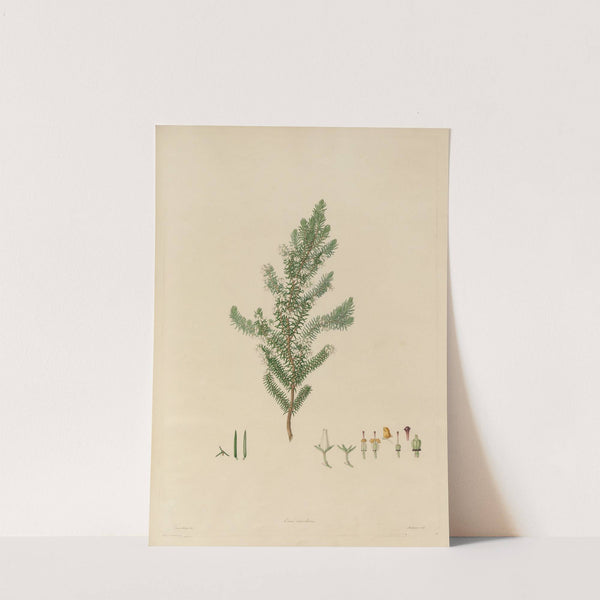 Delineations of exotick plants cultivated in the Royal gardens at Kew Pl.16 by Franz Andreas Bauer