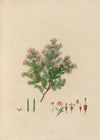 Delineations of exotick plants cultivated in the Royal gardens at Kew Pl.19