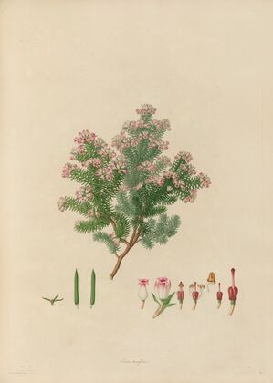Delineations of exotick plants cultivated in the Royal gardens at Kew Pl.19