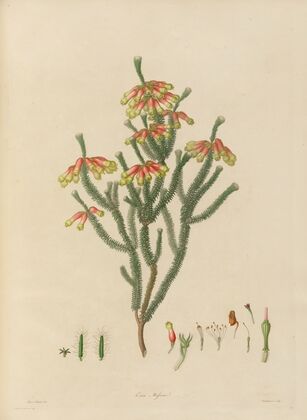 Delineations of exotick plants cultivated in the Royal gardens at Kew Pl.20