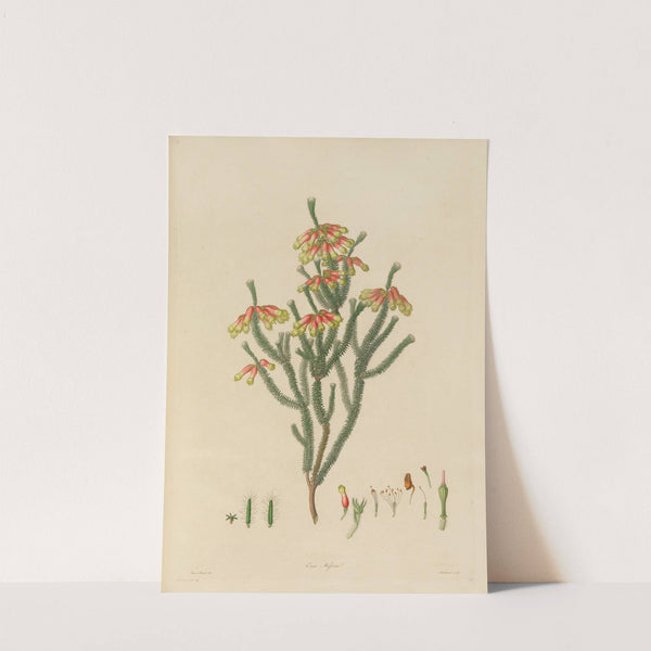 Delineations of exotick plants cultivated in the Royal gardens at Kew Pl.20 by Franz Andreas Bauer