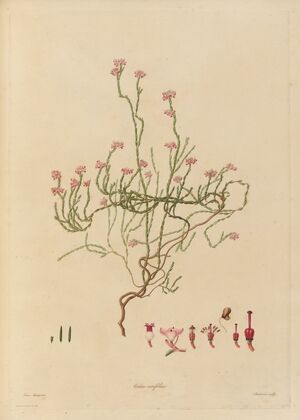 Delineations of exotick plants cultivated in the Royal gardens at Kew Pl.21