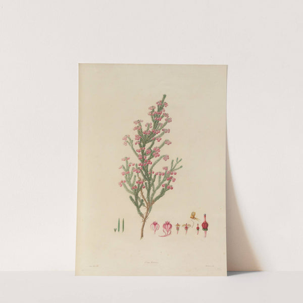 Delineations of exotick plants cultivated in the Royal gardens at Kew Pl.22 by Franz Andreas Bauer