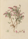 Delineations of exotick plants cultivated in the Royal gardens at Kew Pl.23