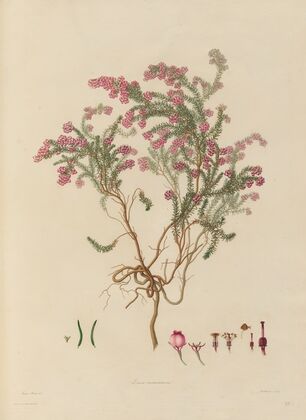 Delineations of exotick plants cultivated in the Royal gardens at Kew Pl.23