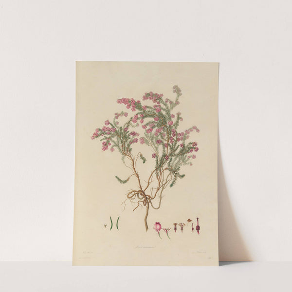 Delineations of exotick plants cultivated in the Royal gardens at Kew Pl.23 by Franz Andreas Bauer