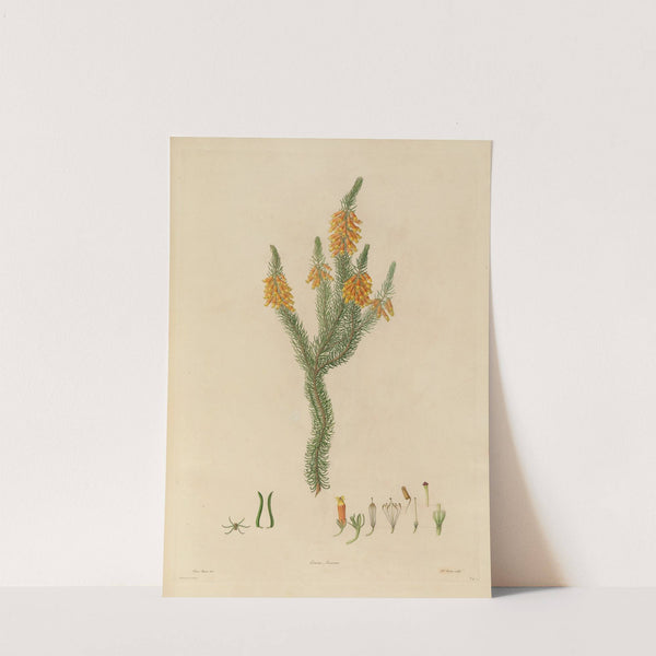 Delineations of exotick plants cultivated in the Royal gardens at Kew Pl.24 by Franz Andreas Bauer