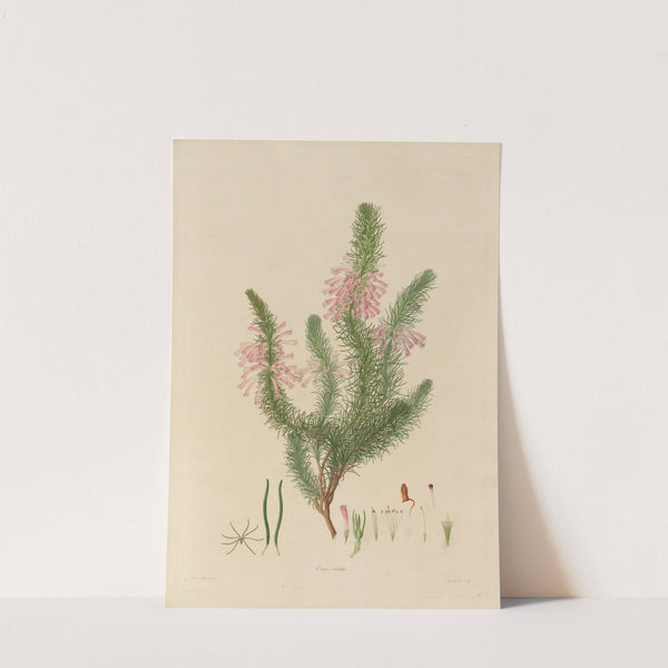 Delineations of exotick plants cultivated in the Royal gardens at Kew Pl.26 by Franz Andreas Bauer