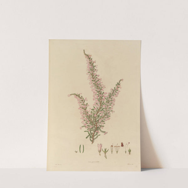 Delineations of exotick plants cultivated in the Royal gardens at Kew Pl.27 (1796) by Franz Andreas Bauer