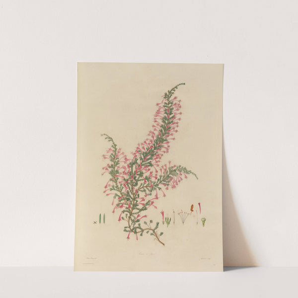 Delineations of exotick plants cultivated in the Royal gardens at Kew Pl.28 (1796) by Franz Andreas Bauer