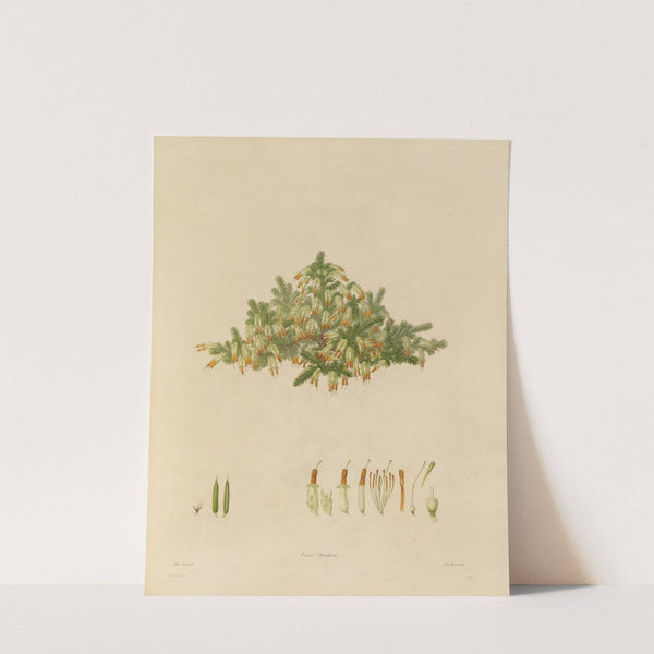 Delineations of exotick plants cultivated in the Royal gardens at Kew Pl.29 (1796) by Franz Andreas Bauer