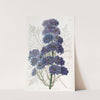 Delphinium Barlowii by Sydenham Edwards
