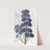 Delphinium Barlowii by Sydenham Edwards