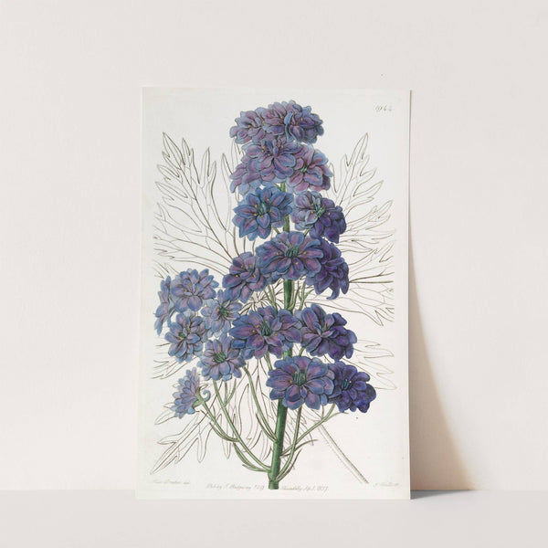 Delphinium Barlowii by Sydenham Edwards