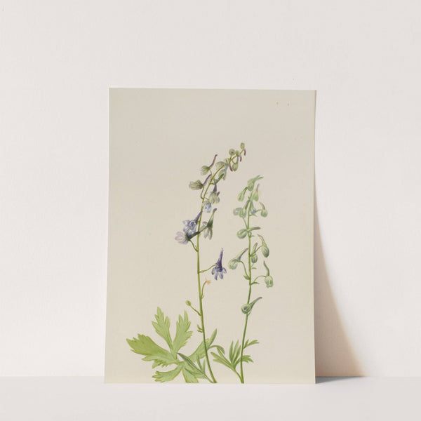 Delphinium (Delphinium scopulorum) (ca. 1930s) by Mary Vaux Walcott
