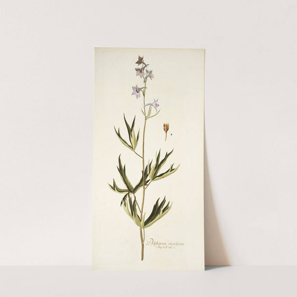 Delphinium urceolatum by Nikolaus Joseph Freiherr von Jacquin