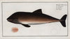 Delphinus Phocoena, The Porpesse.