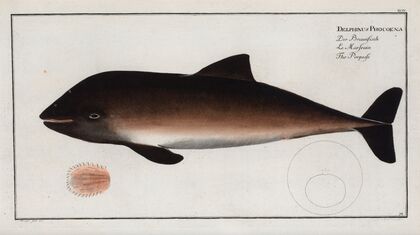 Delphinus Phocoena, The Porpesse.