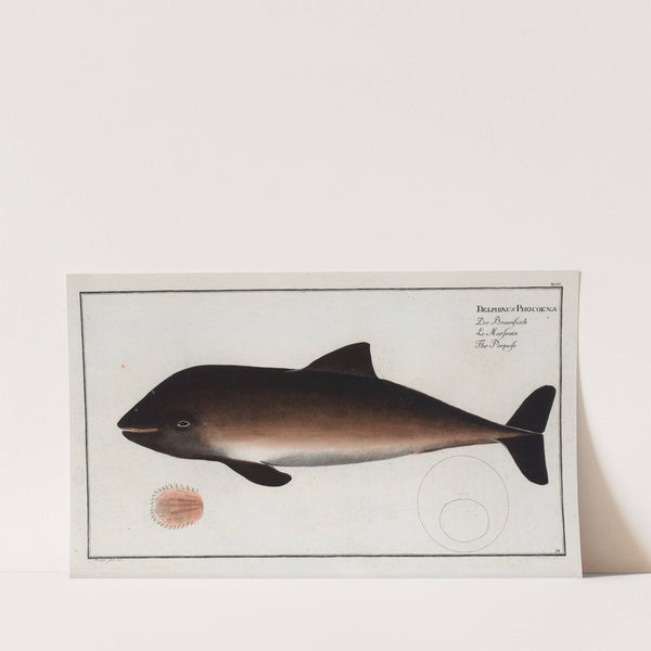 Delphinus Phocoena, The Porpesse. (1785-1797) by Marcus Elieser Bloch