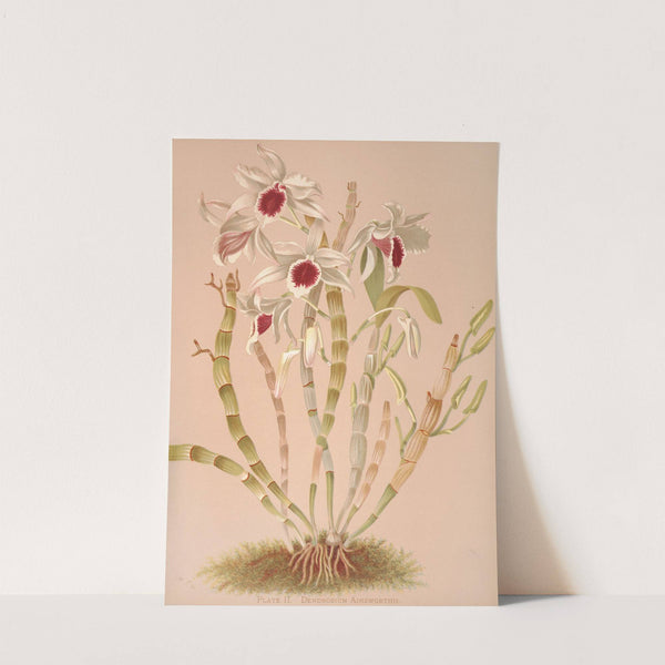 Dendrobium Ainsworthii (1885) by Harriet Stewart Miner