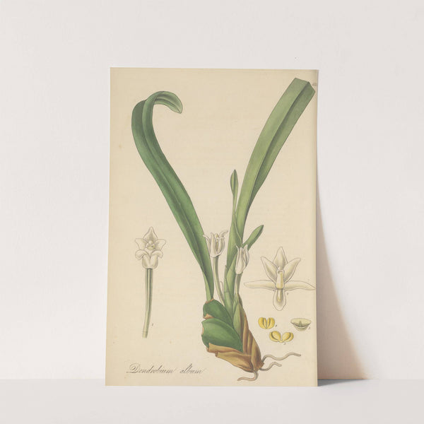 Dendrobium album by William Jackson Hooker