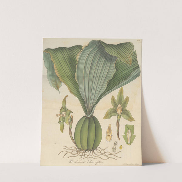 Dendrobium Barringtoniae by William Jackson Hooker