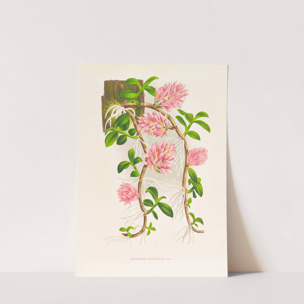 Dendrobium bracteosum by Jean Jules Linden