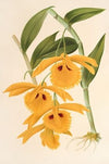 Dendrobium chrysotis
