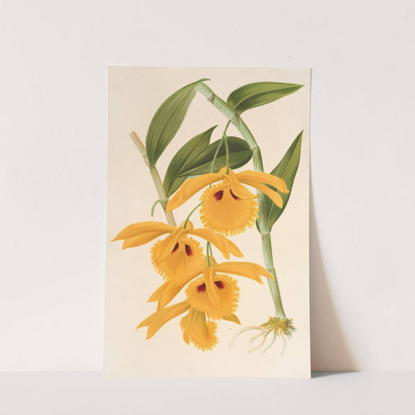 Dendrobium chrysotis by Charles Antoine Lemaire