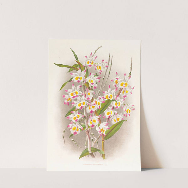 Dendrobium devonianum by Jean Jules Linden