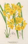 Dendrobium dixanthum