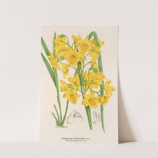 Dendrobium dixanthum by Charles Antoine Lemaire