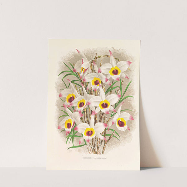 Dendrobium Falconeri by Jean Jules Linden