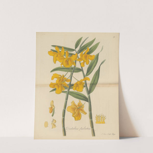 Dendrobium fimbriatum by William Jackson Hooker