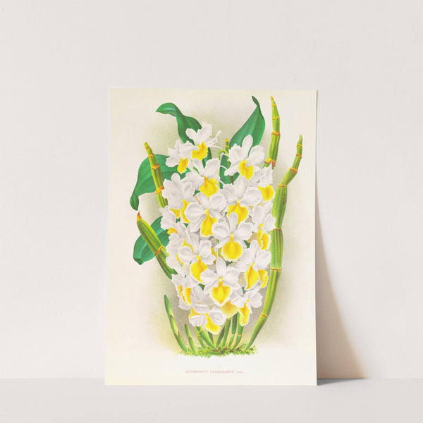 Dendrobium galliceanum by Jean Jules Linden