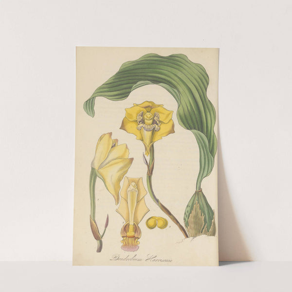 Dendrobium Harrisoniae by William Jackson Hooker