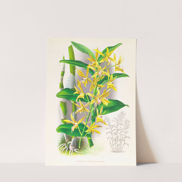 Dendrobium mirbelianum by Jean Jules Linden