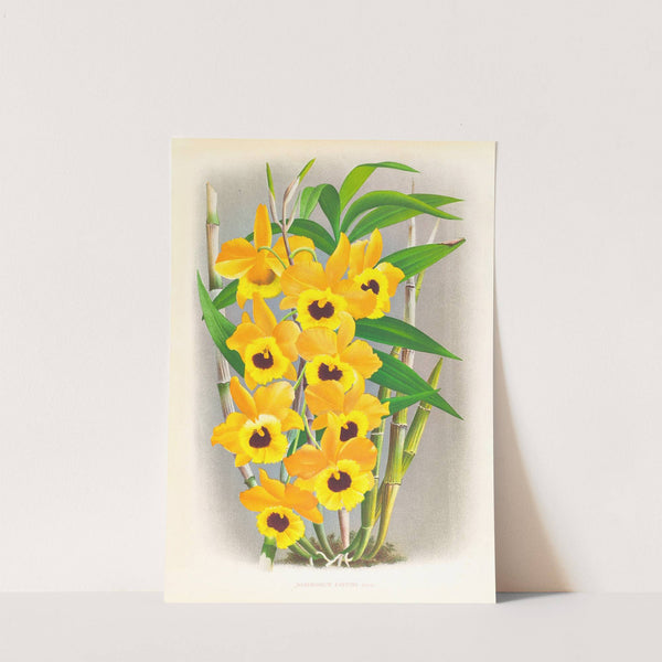 Dendrobium paxtoni by Jean Jules Linden