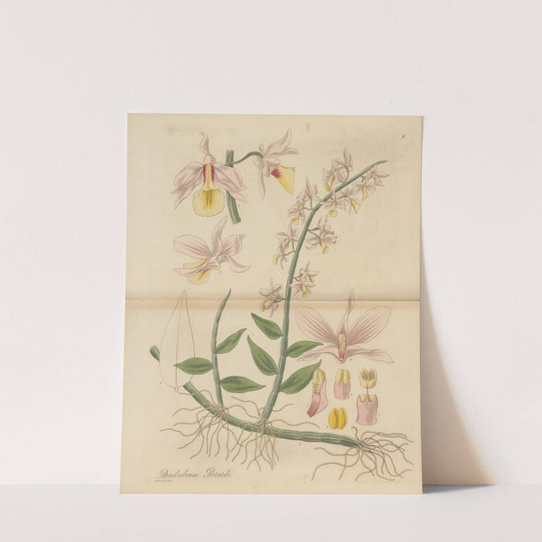 Dendrobium Pierardi by William Jackson Hooker