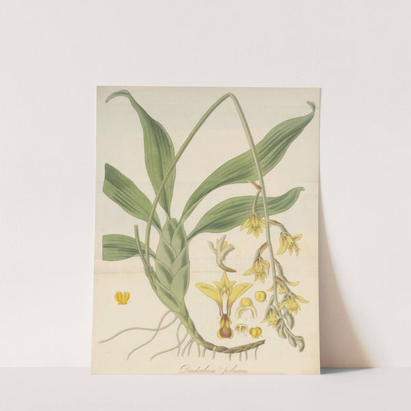 Dendrobium pubescens by William Jackson Hooker