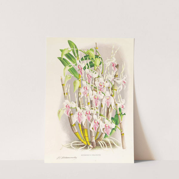 Dendrobium stratiotes by Jean Jules Linden