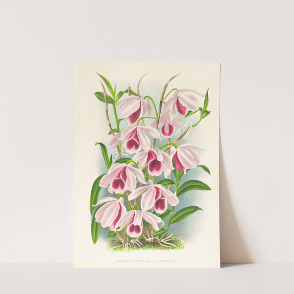 Dendrobium superbum var anosmum by Jean Jules Linden